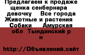 Предлагаем к продаже щенка сенбернара - девочку. - Все города Животные и растения » Собаки   . Амурская обл.,Тындинский р-н